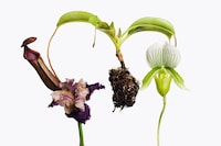 Inez &amp; Vinoodh, 1 Pitcher Plant, 1 Purple Iris, 1 Lady Slipp
