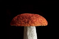 2. Amanda Cobbett, ‘Fungi’ &#169; Andrew Montgomery