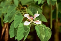 Bounty by Steve McQueen