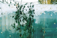 New Nordic: Cuisine, Aesthetics and Place