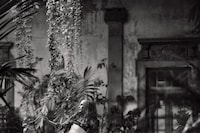 Birds of Mexico City by Pieter Henket