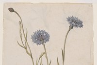 Cornflower, ca 1575, &#169; The Victoria and Albert Mus