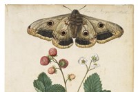 Strawberry and Emperor Moth, ca 1568, &#169; The Victor