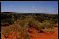 Catching Flies with Honey by Joy Gregory 