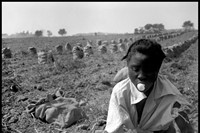 &#169; Eve Arnold Estate, Migrant potato picker. Long I