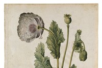 Opium Poppy, ca 1575, &#169; The Victoria and Albert Mu