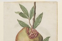 Pomegranate, ca 1575, &#169; The Victoria and Albert Mu