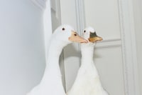 Burberry Winter 25 Campaign