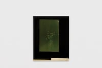 Nat Faulkner, Untitled (Mustard Flower), 2025