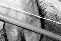 2847_IMAGINE_KW_TRACKS_INNEN_BW Horse_sRGB_F1