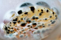 New Genesis by Abdulhamid Kircher