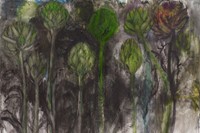 Botanical drawing by Jim Dine