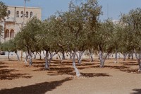Trees Outside of Al-Aqsa Mosque, Jerusalem, 2018