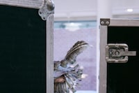 Paolo Carzana Spring/Summer 2026