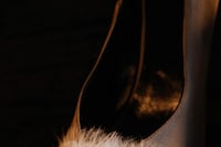 Schiaparelli Spring/Summer 2026 Haute Couture