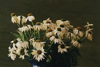 The Narcissist by Thevxlley