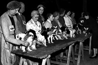 Crufts 1957