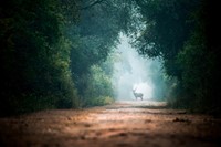 Sabr Dri Photography, The Deer on the Road, 2016. 