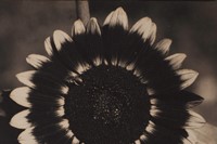 Edward Steichen A Bee on a Sunflower