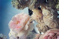 Nick Knight photographer Roses Albion Barn