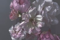 Nick Knight photographer Roses Albion Barn