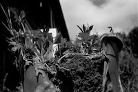 Kuba Ryniewicz, The Daily Weeding (2020-2021), (c