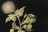 Georg Wilson, Spectre (Fetid Hellebore), 2025