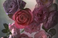 Nick Knight Roses Albion Barn Interview