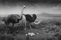 Dioramas by Hiroshi Sugimoto