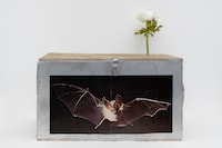 Bring Me Men by Gray Wielebinski is on show at Nicoletti 