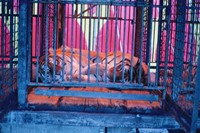 Vinca Petersen, Caged Tigers, 1996. Copyright Vinc
