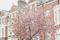 The Cherry Blossom in Kilburn