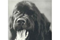 From Gentle Giants: A Book of Newfoundlands, 1995