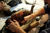 Plucking a pheasant for our dinner