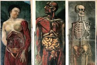 Three plates from the first full-colour anatomical atlas – J