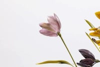 The Only True Protest is Beauty Dries Van Noten Fondazione