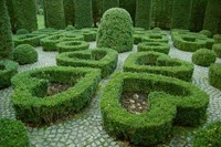 Heart-shaped box hedges