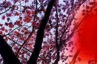 Devlin Claro: Crushing at Donald Ryan Gallery