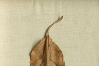 Ana Mendieta at Tate Modern
