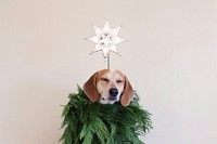 Christmas Coonhound