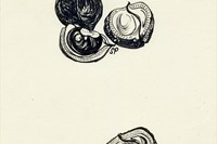 Untitled (Two Studies of Conkers)