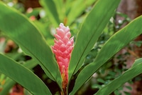 Bounty by Steve McQueen