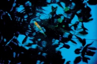 First Trip to Bologna 1978 / Last Trip to Venice 1985 