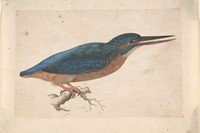 A Kingfisher on a Branch, Jacques Le Moyne de Morg