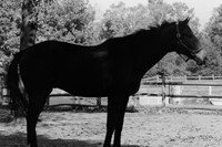 Robert Mapplethorpe Horse #4, 1982