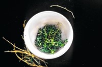 Sprigs of thyme