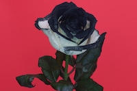 Chanel Beauty for AnOther Magazine Spring/Summer 2026