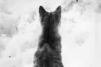 Family Cats by Walter Chandoha