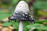 Coprinus Comatus mushroom