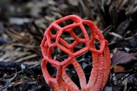 Clathrus Ruber mushroom